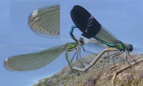 Calopteryx xanthostoma